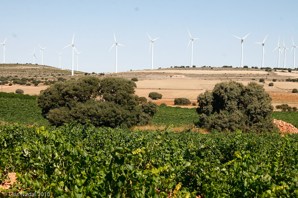 Uva garnacha tintorera