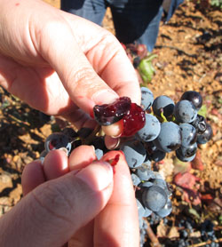 Uva garnacha tintorera